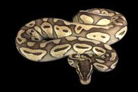 picture of Lesser Ball Python Female Sml                                                                        Python regius